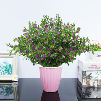 【顺丰发货】满天星盆栽花卉室内盆景四季开花常绿盆景室内办公阳台