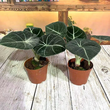 盆栽天鹅绒室内网红观叶桌面绿植耐阴热带花卉净化空气 黑天鹅90#2盆