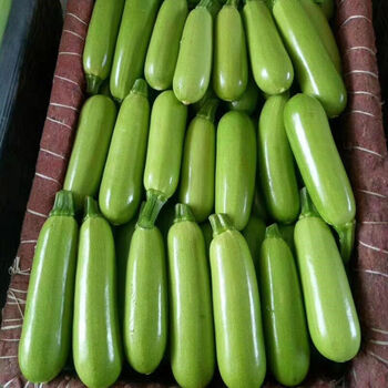 精选西葫芦批发新鲜农家直销现摘现发时令蔬菜茭瓜角瓜茄瓜三月瓜 10