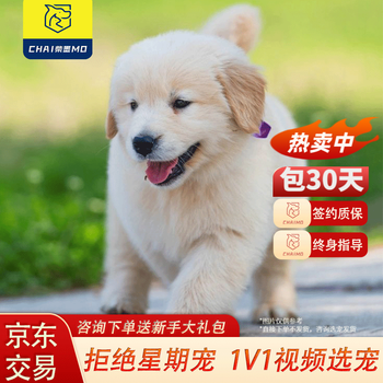 柴墨精品金毛幼犬纯种狗狗活体高智商大型寻回犬宠物小狗崽活物 精品金毛【宠物级】 【公母可选】