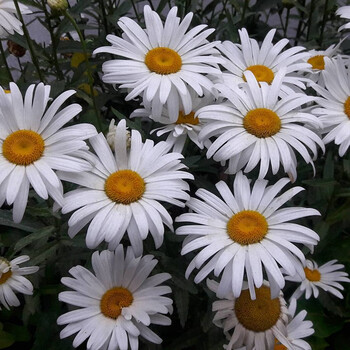 采梦西洋滨菊 采梦西洋滨菊大滨菊种子多年生宿根本花卉四季易活耐寒景观花籽大滨菊种子250克 行情报价价格评测 京东