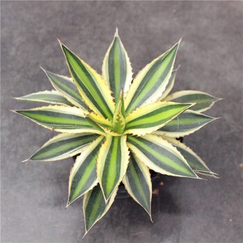 龙舌兰植物盆栽花卉 大型庭院吉祥冠锦桌面老桩好养耐旱造景绿植 五色