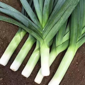 四季宽叶蒜苗种子一年四季三茬连续采收红皮蒜苗籽农家大田蔬菜籽 四