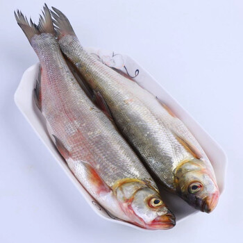 刁子鱼大白刁小白鱼翘嘴鲌白刀鱼仔新鲜水产冰鲜刀子鱼净膛现杀人工
