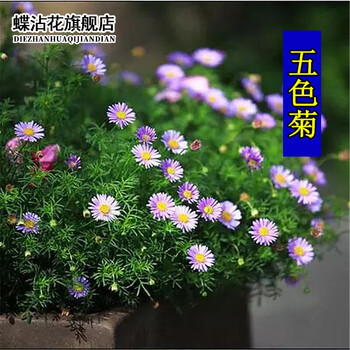 蝶沾花春秋季矮生花卉种子五色菊四季种易活花种子雁河菊阳台花坛盆栽花草花海花种籽子混色草花种子五色菊种子