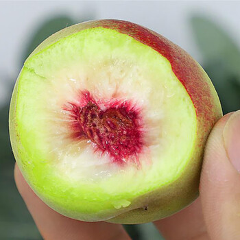 新鲜桃商品——提供你所需要的食材