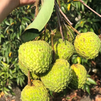 果贤达海南火山口青皮荔枝星球蜜荔当季新鲜稀有品种水果荔枝 3斤