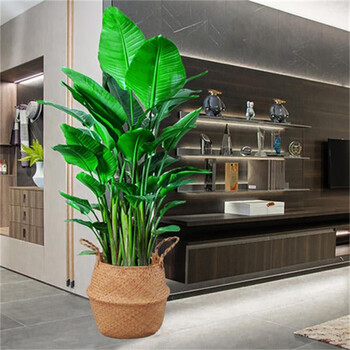 天堂鸟盆栽大型绿植室内客厅鹤望兰办公室大植物阳台花卉 天堂鸟1米