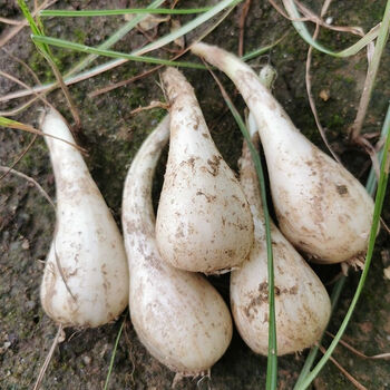 茭头现挖新鲜 野生新鲜蔬菜叫头教头江西大个藠头荞头新鲜蕌头 5斤