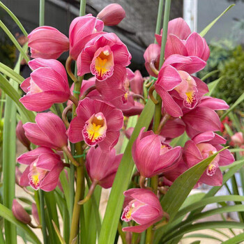 室内花卉盆栽兰花苗墨兰虎头兰绿植春兰带花苞 大花红梅【4-5个花剑】