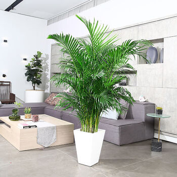 涞思芊【品质保证】大型绿植家庭花卉室内客厅办公室大盆落地绿植盆栽