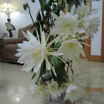 昙花花苗带根盆栽植物室内花卉月下美人昙花一现2棵高15 cm 不含盆 图片价格品牌报价 京东