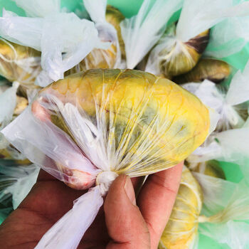 鲜猪苦胆500克浏阳土猪胆猪胆汁苦胆水猪胆囊苦胆500克