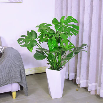 精品绿植龟背竹盆栽大叶精品老桩室内绿植物花盆易养活客厅净化空气吸