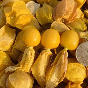 灯笼果 黄菇娘洋菇茑新鲜水果 黑龙江当季菇鸟 3斤【图片 价格 品牌