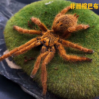 荣郁智利火玫瑰蜘蛛巴西巨人金毛圭亚那红树越南云脚食鸟蛛活体活物