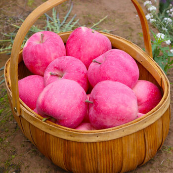 甘肃天水红富士苹果脆甜新鲜当季现摘苹果水果不打蜡整箱批发11月13日