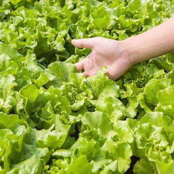 fghch新鲜生菜青菜农家蔬菜叶菜类新鲜绿菜生牛奶生菜3斤装