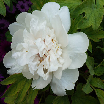 clcey牡丹花盆栽春节开花苗大苗洛阳正宗带花苞牡丹花种缠枝重瓣花卉