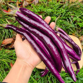新鲜现摘长茄子农家紫皮长茄子长线细茄子紫茄子自种现摘当季蔬菜 3斤