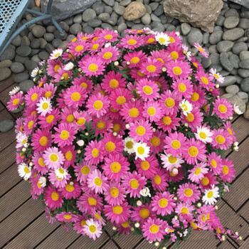 盆栽茼蒿菊法兰西菊木春菊多年生草本巧云花园 玫红色 m-6 大花糖果玛