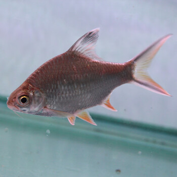 银飞凤双线侧黄金鲫热带观赏鱼大型宠物鱼银龙鱼活体 银线侧12-14cm