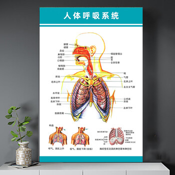 人体解剖彩色学骨骼结构图神经肌肉五脏六腑淋巴示意解刨器官挂图 014