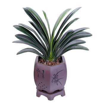 虹弦君子兰盆栽花卉绿植高档盆景油头宽叶君子兰花苗室内客厅办公室