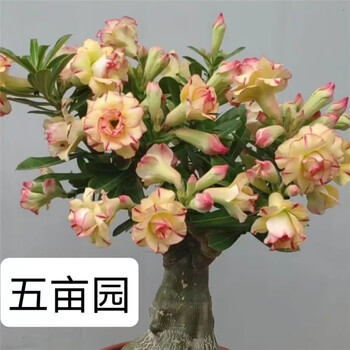 绿植花卉沙漠玫瑰盆栽重瓣四季开花好养多肉老桩室内多色阳台花卉绿植盆景 1号色_3年苗_开花肥