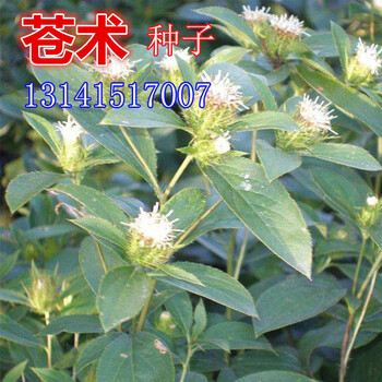 新采苍术种子藿香甘草丹参当归红花板蓝根柴胡黄芩决明子中药材籽甘草种子一斤 图片价格品牌报价 京东