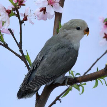 手养人鸟粮特色面类牡丹鹦鹉活鸟宠物鸟活物 特色墨银一只(40天左右)