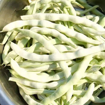 云南白不老四季豆新鲜当季蔬菜无筋豆角芸豆扁长豆农家自种整批发 5斤