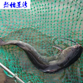 流连湾 开背江团鱼 淡水鮰鱼 钳鱼斑点叉尾鮰 烤鱼活鱼现杀真空速冻