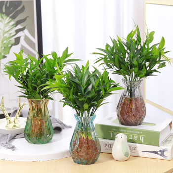【锦枫】品牌绿植盆栽:价格走势、排行榜与测评