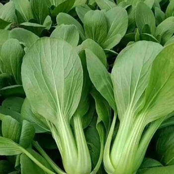 农家自种新鲜上海青油菜,小白菜青菜 店长 4斤装