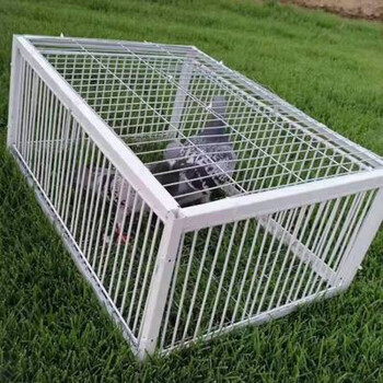 清笒 逮鸟神器自动鸽神器鸽子捕全自动鸟天落笼补只抓养进鸽子的大