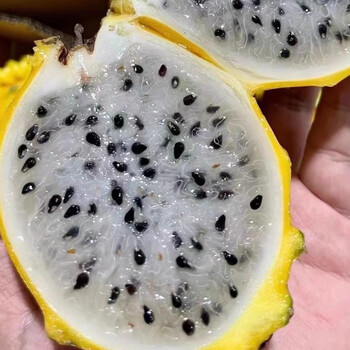 现货燕窝果礼盒装58个超甜麒麟果黄色火龙果新鲜水果特级麒麟果1750g