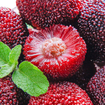 味巴哥顺丰空运福建特产杨梅新鲜冷冻冰冻速冻泡酒杨梅冰镇孕妇杨1500