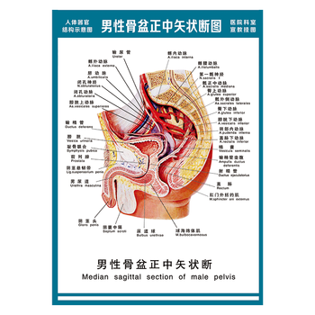 医院科室宣教挂图人体结构示意图器官解剖图全身骨骼图