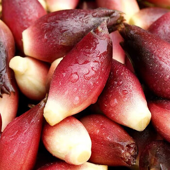 囧仙子现货现摘重庆贵州特产云南野生洋荷姜阳荷姜当季蔬菜野菜阳荷