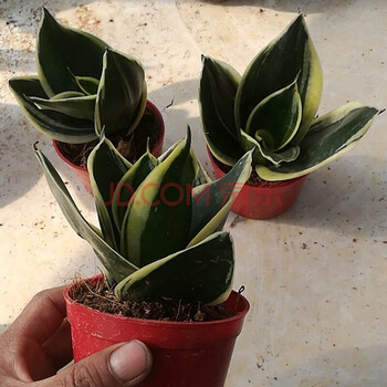 盆栽高矮金边虎皮兰荷花兰大虎尾兰虎皮兰可水培荷花兰一盆 图片价格品牌报价 京东