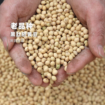 维霆2023年新货黑肚脐老种稀有小黄豆3斤农家自种老种黄豆3斤