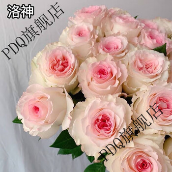 姬卉玫瑰花树苗盆栽花卉植物室内花四季开花玫瑰花苗老桩花苗浓香 13.洛神 不含盆