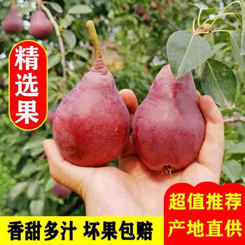 冰激凌味运城红啤梨子新鲜水果整箱啤酒梨3斤5斤软糯香甜皮精选现摘3