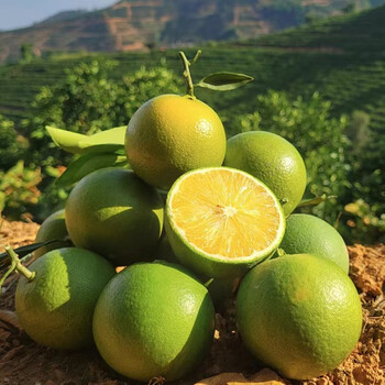 果亚多云南冰糖橙新鲜果冻橙子当季孕妇水果手剥绿皮甜橙柑橘礼盒精选