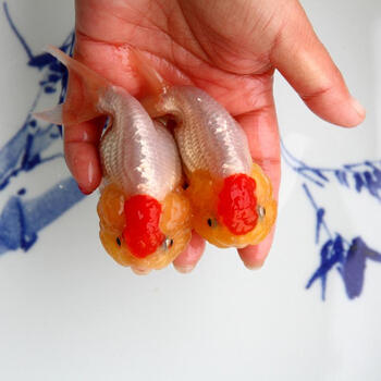 金鱼活体红顶虎头淡水鱼冷水鱼宠物鱼兰寿顶虎蝶尾狮子