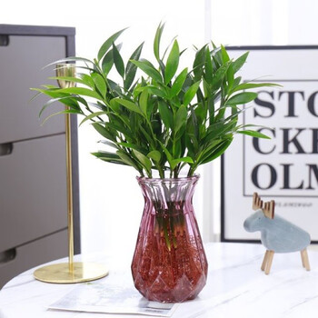 姒桀竹柏驱蚊竹水培新宠水养植物室内客厅卧室桌面绿植盆栽花卉四季常