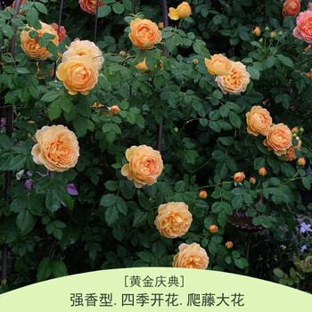 蔷薇花苗藤本月季爬墙玫瑰大花浓香庭院爬藤植物阳台盆栽欧月花卉 黄金庆典 中苗 爬藤不含盆 图片价格品牌报价 京东