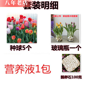 雅卉郁金香种球荷兰进口阳台室内外好养易活水土培花卉盆栽植物花种子 水培混色或备注颜色 郁金香进口球