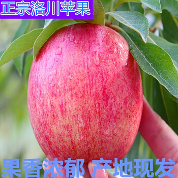 轩景塬正宗洛川陕西山坡红富士苹果10斤现货现发新鲜整箱水果当季冰糖心 洛川特大果10斤装
